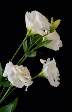 Çiçek Eustoma Exaltatum Yumuşak Urban Parıltısı                               