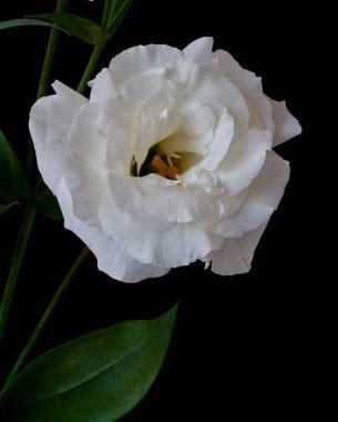 Çiçek Eustoma Exaltatum Yumuşak Urban Parıltısı                               