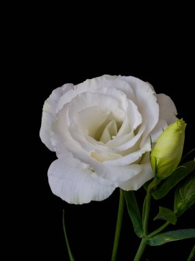 Çiçek Eustoma Exaltatum Yumuşak Urban Parıltısı                               