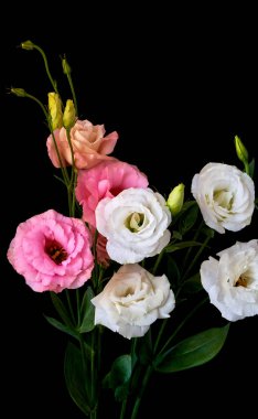  Çiçek Eustoma Exaltatum Yumuşak Urban Parıltısı                              