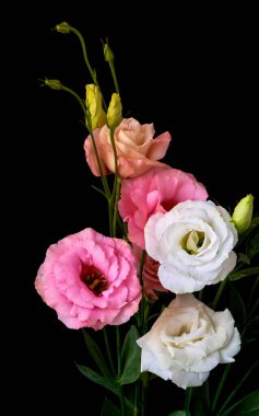  Çiçek Eustoma Exaltatum Yumuşak Urban Parıltısı                              