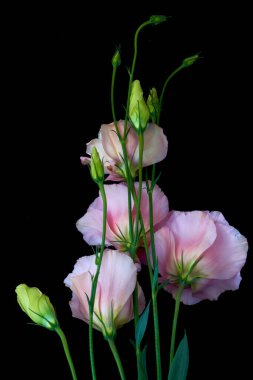  Çiçek Eustoma Exaltatum Yumuşak Urban Parıltısı                              