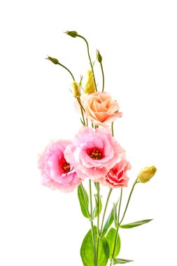     Eustoma Exaltatum Yumuşak Urban Parıltısı.                           