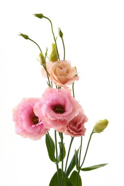     Eustoma Exaltatum Yumuşak Urban Parıltısı.                           