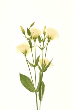     Eustoma Exaltatum Yumuşak Urban Parıltısı.                           