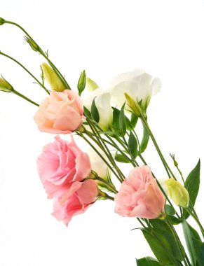          Eustoma Exaltatum Yumuşak Urban Parıltısı.                      