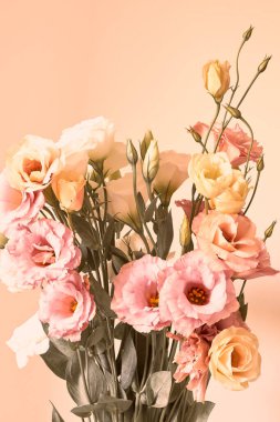          Eustoma Exaltatum Yumuşak Urban Parıltısı.                      