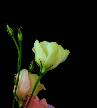          Eustoma Exaltatum Yumuşak Urban Parıltısı.                      