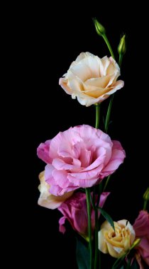          Eustoma Exaltatum Yumuşak Urban Parıltısı.                      