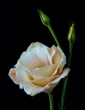          Eustoma Exaltatum Yumuşak Urban Parıltısı.                      