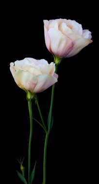          Eustoma Exaltatum Yumuşak Urban Parıltısı.                      