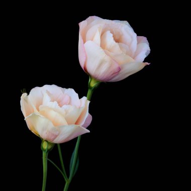        Eustoma Exaltatum Yumuşak Urban Parıltısı.                        