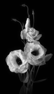        Eustoma Exaltatum Yumuşak Urban Parıltısı.                        