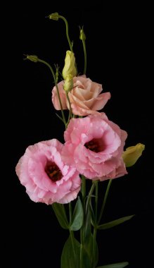        Eustoma Exaltatum Yumuşak Urban Parıltısı.                        