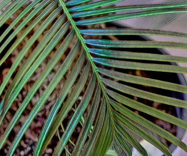                       Situs palmiye yapraklarının yakın plan görüntüsü         