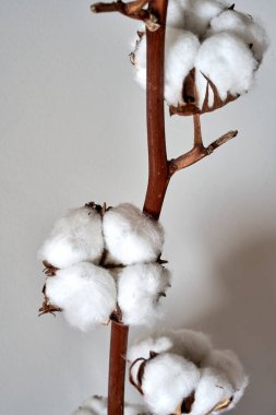    Siyah arkaplanda pamuk çiçeği yakın plan                            