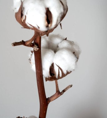    Siyah arkaplanda pamuk çiçeği yakın plan                            