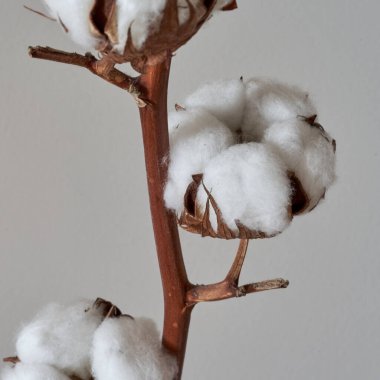    Siyah arkaplanda pamuk çiçeği yakın plan                            