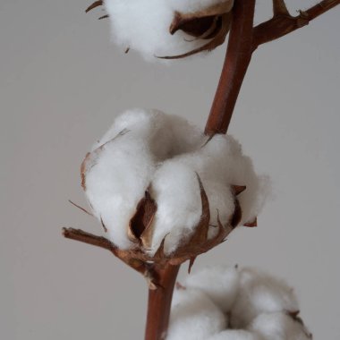    Siyah arkaplanda pamuk çiçeği yakın plan                            