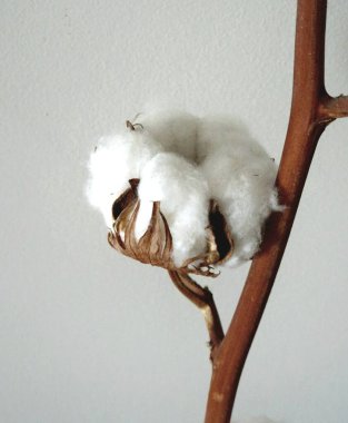    Siyah arkaplanda pamuk çiçeği yakın plan                            