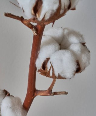    Siyah arkaplanda pamuk çiçeği yakın plan                            