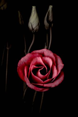 Siyah arka planda yaprakları olan bir buket kırmızı gül.