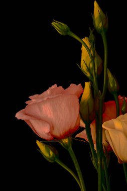 Siyah arka planda yaprakları olan bir buket kırmızı gül.