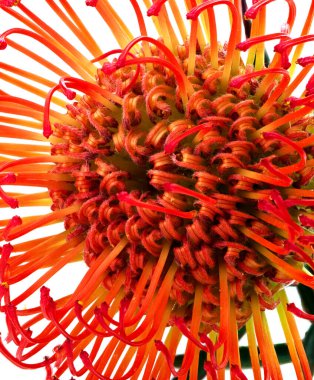 lucospermum çiçeği bir odadaki vazoda yetişir.