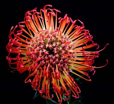 lucospermum çiçeği bir odadaki vazoda yetişir.