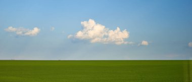 Yeşil buğday tarlası ve mavi gökyüzü