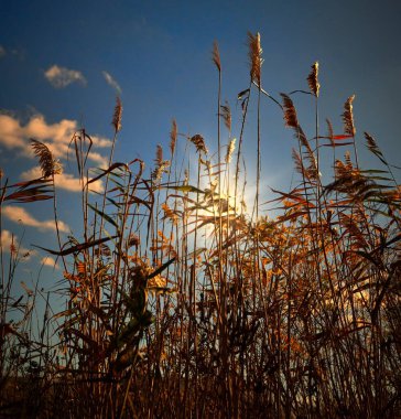 Sazlıklar gün batımında nehir kıyısında büyürler.                               