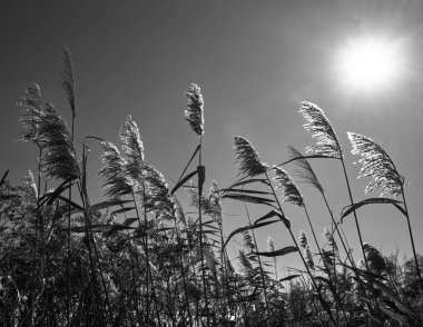 Sazlıklar gün batımında nehir kıyısında büyürler.                               