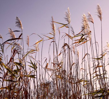 Sazlıklar gün batımında nehir kıyısında büyürler.                               