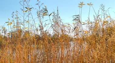 Sazlıklar gün batımında nehir kıyısında büyürler.                               