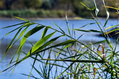 Sazlıklar gün batımında nehir kıyısında büyürler.                               