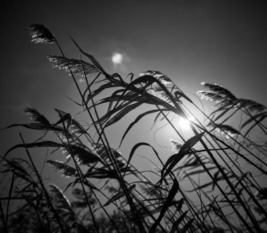 Sazlıklar gün batımında nehir kıyısında büyürler.                               