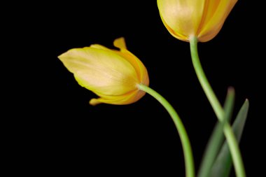      Lale çiçeği çok güzel bir arkaplanda.                          