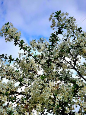 İlkbaharda ağaçlarda kiraz çiçekleri açtı.