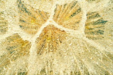 Renkli arkaplandaki çiçekleri tuzlandır                               