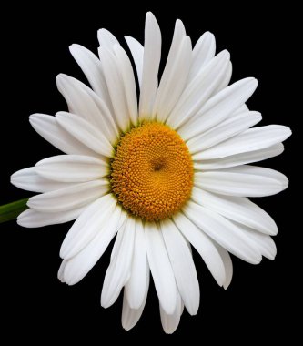 Papatya çiçeği vazonun içinde duruyor.                               