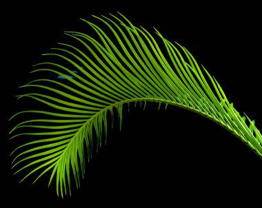 yeşil palmiye, cycus 'u yakın plan bırakır                           