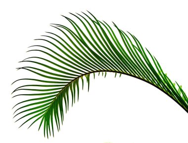 yeşil palmiye, cycus 'u yakın plan bırakır                           