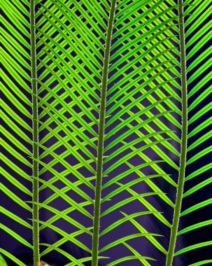 yeşil palmiye, cycus 'u yakın plan bırakır                           