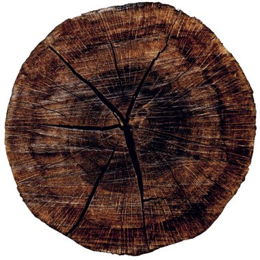 sanatçılar için arkaplan dokusu olarak ağaç kesimi