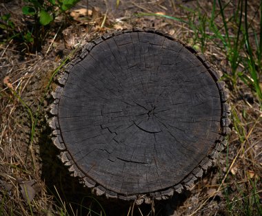 sanatçılar için arkaplan dokusu olarak ağaç kesimi