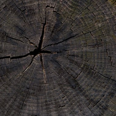 sanatçılar için arkaplan dokusu olarak ağaç kesimi