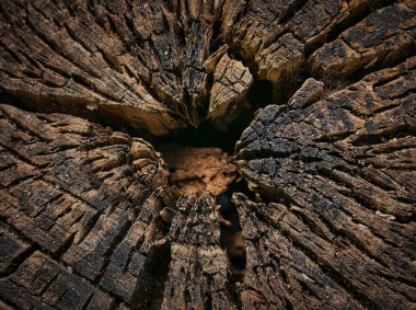 sanatçılar için arkaplan dokusu olarak ağaç kesimi