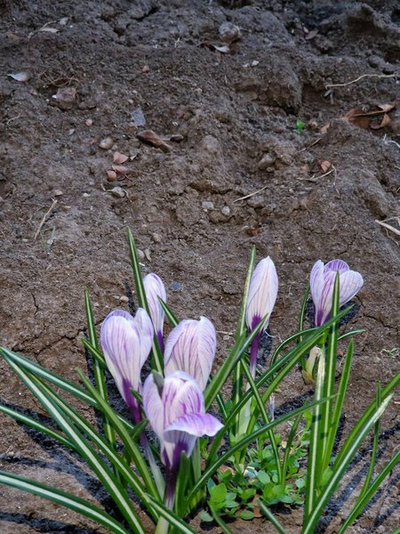crocus flowers bloomed in the garden on the farm