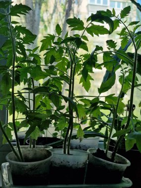 Bahçedeki yeşil bitki