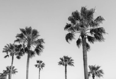 Parktaki palmiye ağaçları
